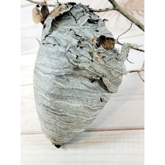 Large Real Hornet's Nest Hive Paper Wasp Bee Decor From Utah Mountains 10" x 6" - Picture 6 of 11